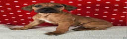 Rhodesian Ridgeback dogs for sale: Thor - Ad 3