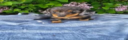 Dachshund dogs for sale: Peggy - Ad 3