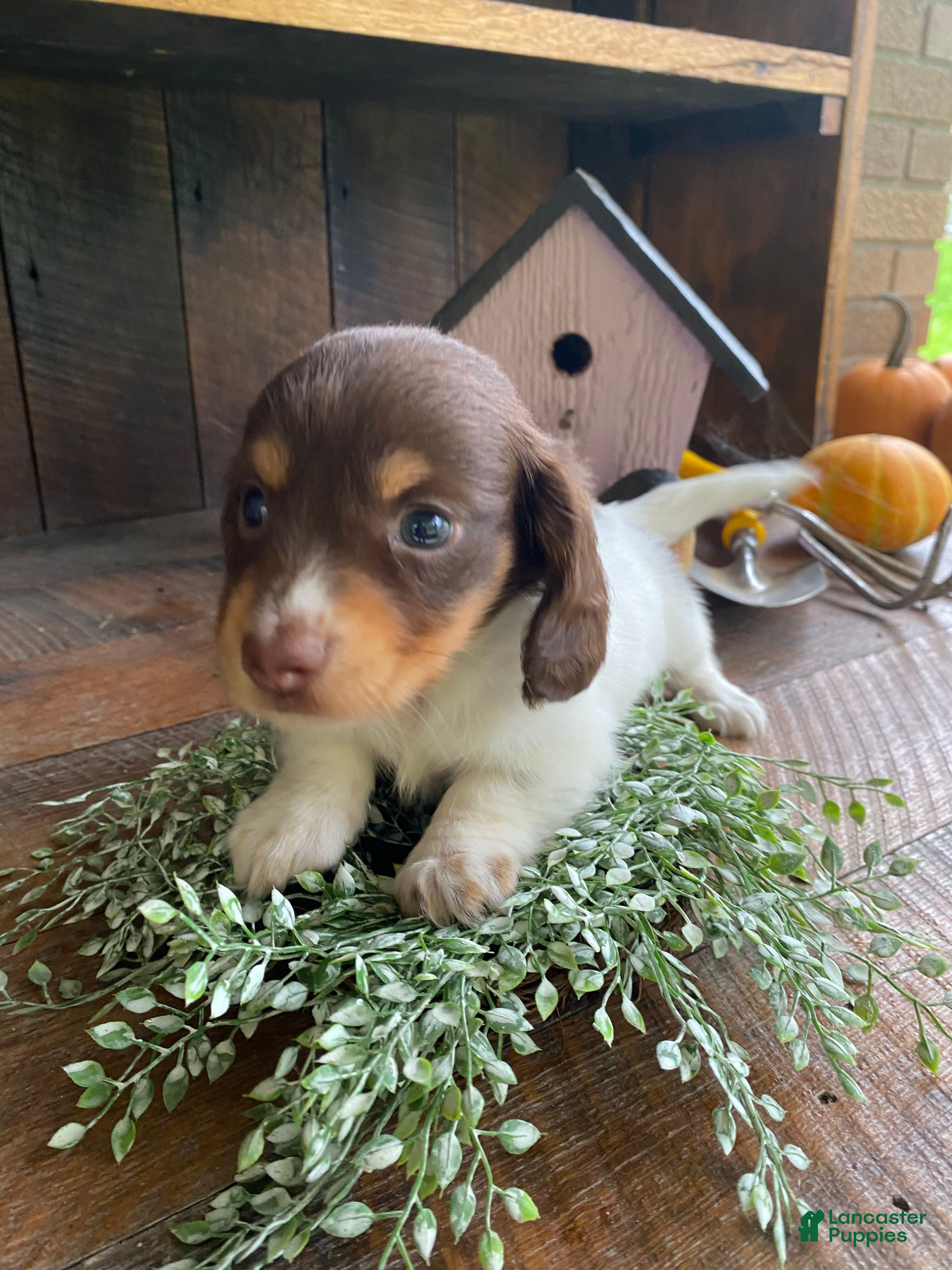 Miniature Dachshund dogs Precious - Ad 2
