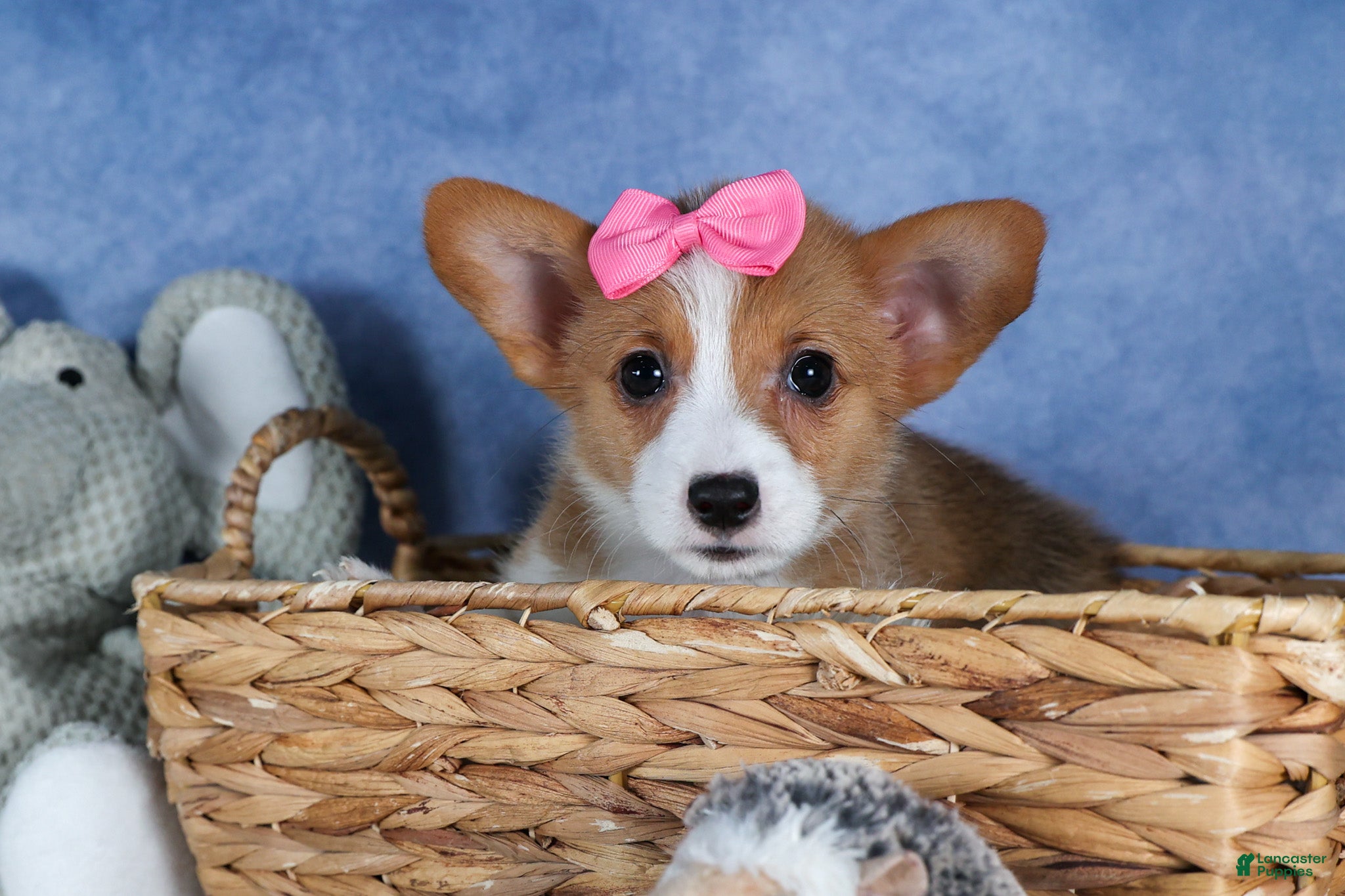 Welsh Corgi Pembroke dogs Lexi - Ad 4