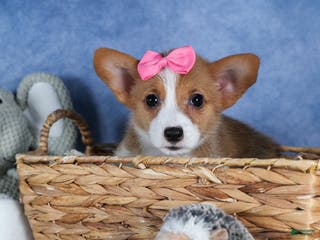 Welsh Corgi Pembroke dogs Lexi - Ad 27