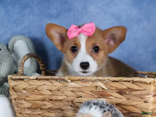 Welsh Corgi Pembroke dogs Lexi - Ad 37