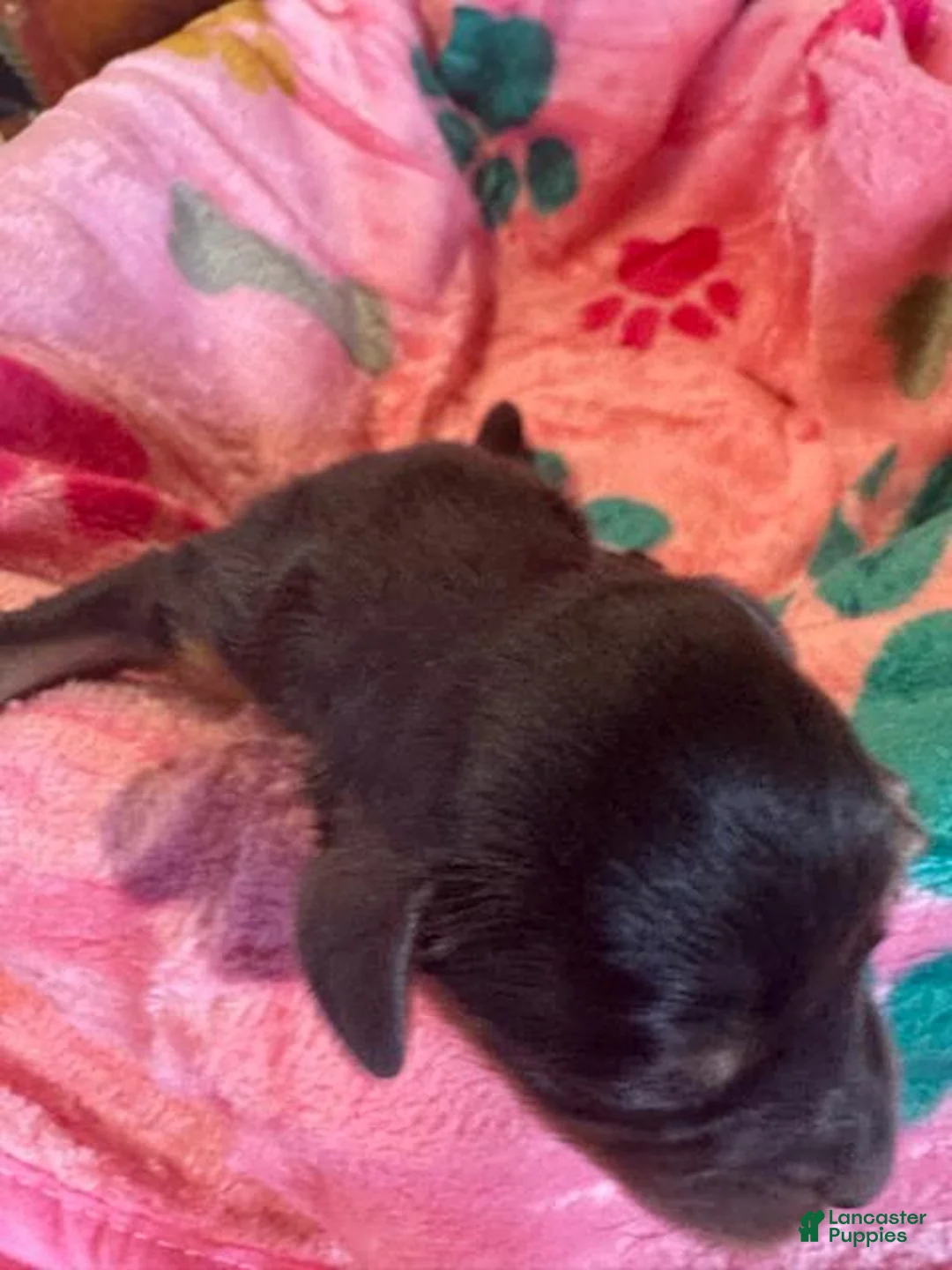 Cavapoo dogs for sale: Bailey - Ad 2