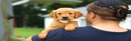 Golden Retriever dogs for sale: Bubbles - Ad 2