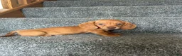 Miniature Dachshund dogs for sale: Miniature Dachshund 1 - Ad 1