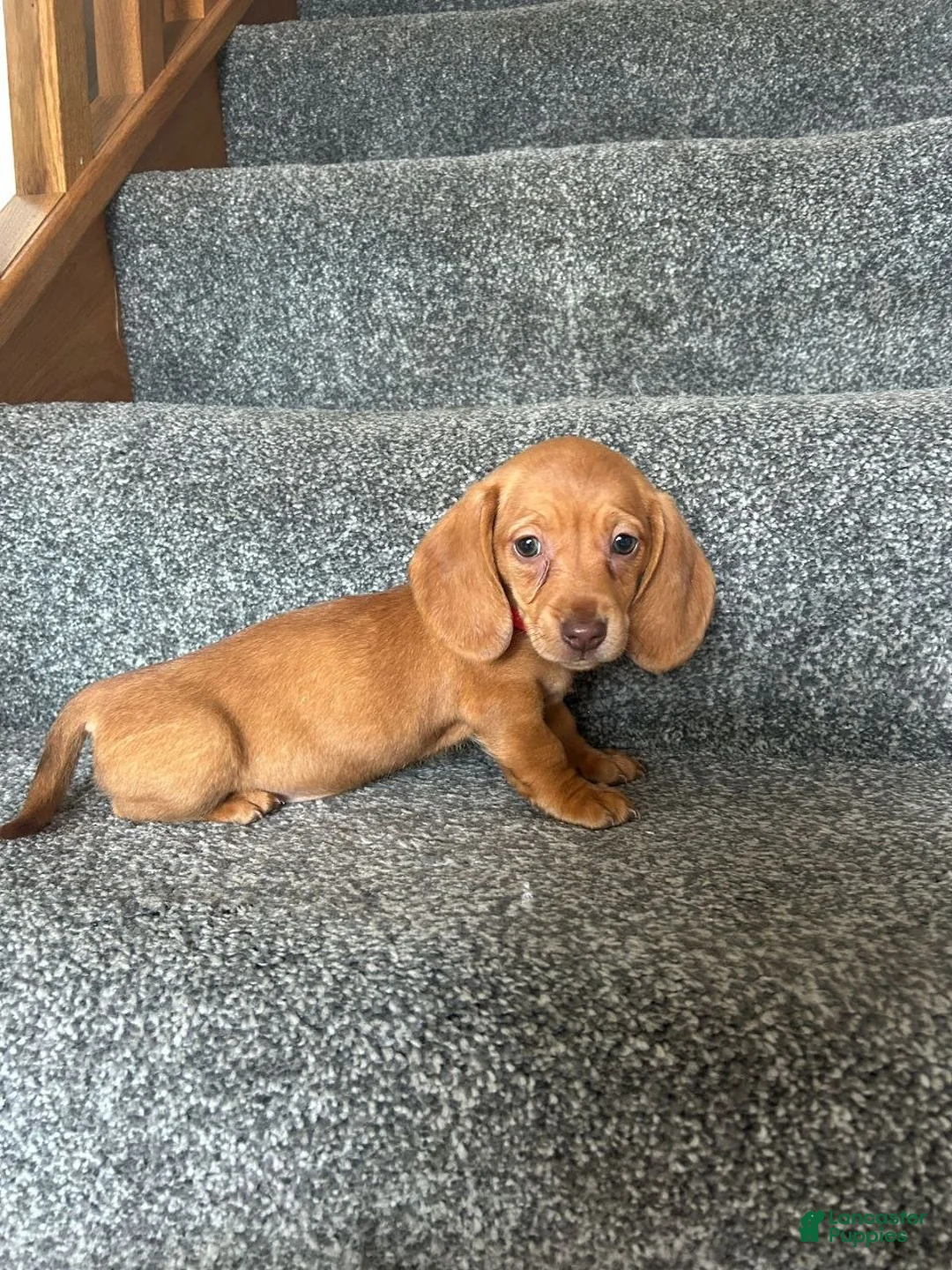Miniature Dachshund dogs for sale: Miniature Dachshund 1 - Ad 1