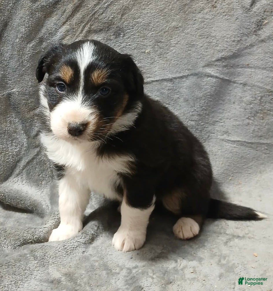 Australian Shepherd dogs Aspen - Ad 9