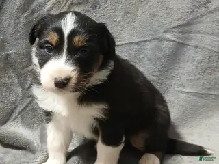 Australian Shepherd dogs Aspen - Ad 9