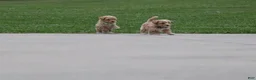 Havapoo dogs for sale: Zoey 🌷 Toy/Minature - Ad 6