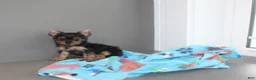 Yorkshire Terrier dogs for sale: Pluto - Ad 3