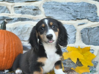 Dachshund dogs - Ad 24