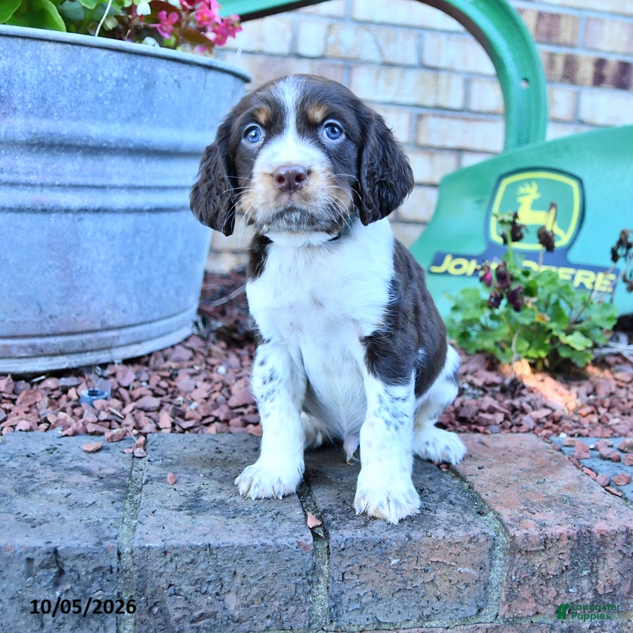 English Springer Spaniel (English Springer Spaniel, Male) in New Philadelphia, OH