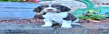 Ruger Jr