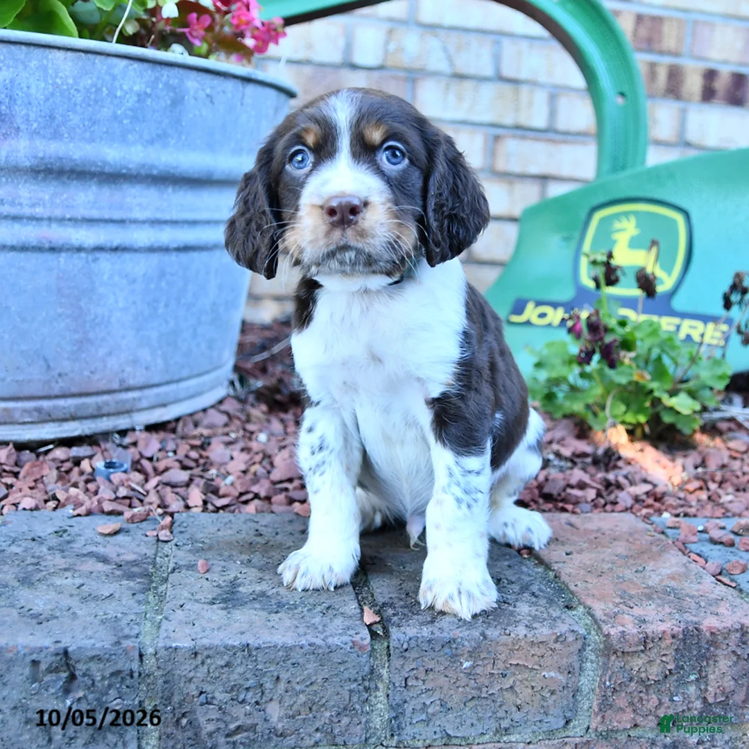 English Springer Spaniel dogs for sale: Ruger Jr - Ad 1