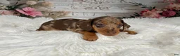 Miniature Dachshund dogs for sale: AKC-Charlotte - Ad 11
