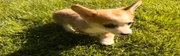 Welsh Corgi Pembroke dogs for sale: Lucy - Ad 19