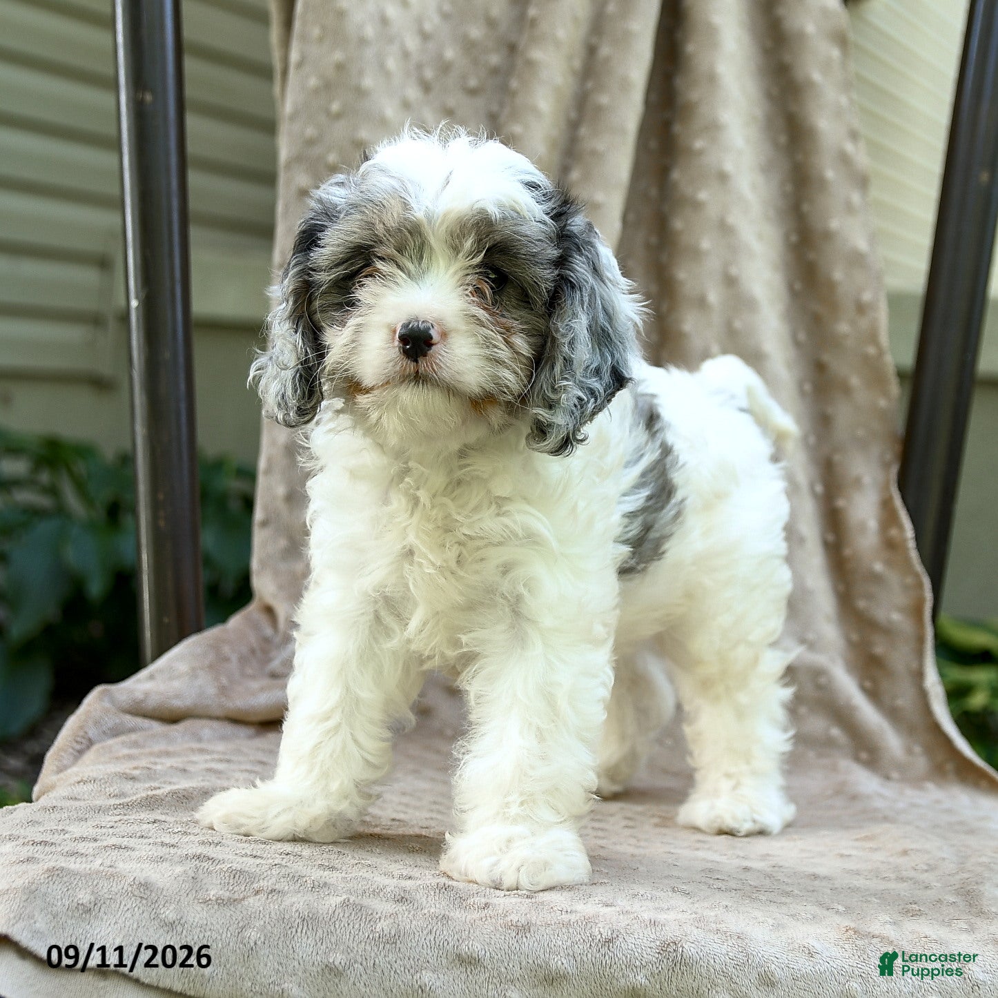 Cavapoo dogs Nala - Ad 2