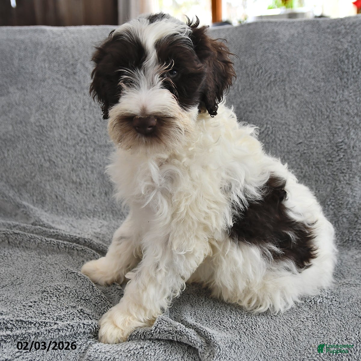 Portuguese Water Dog dogs Dazzle  - Ad 8