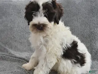 Portuguese Water Dog dogs Dazzle - Ad 8