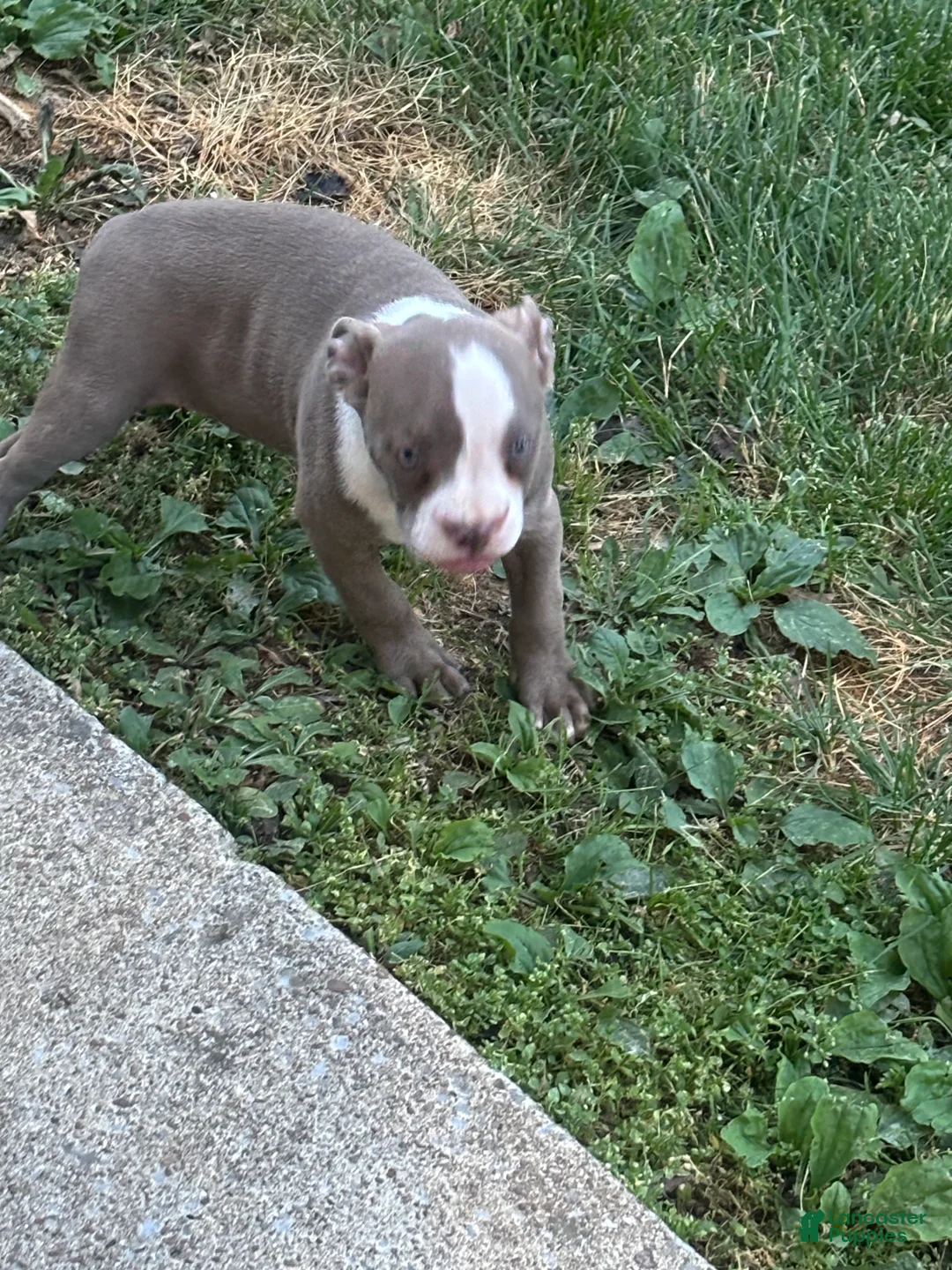 American Bully dogs for sale: American Bully Pup - Ad 4
