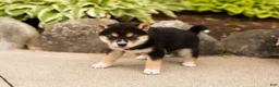Shiba Inu dogs for sale: Melanie  - Ad 3