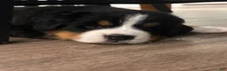 Bernese Mountain Dog dogs for sale: Bear - Ad 3