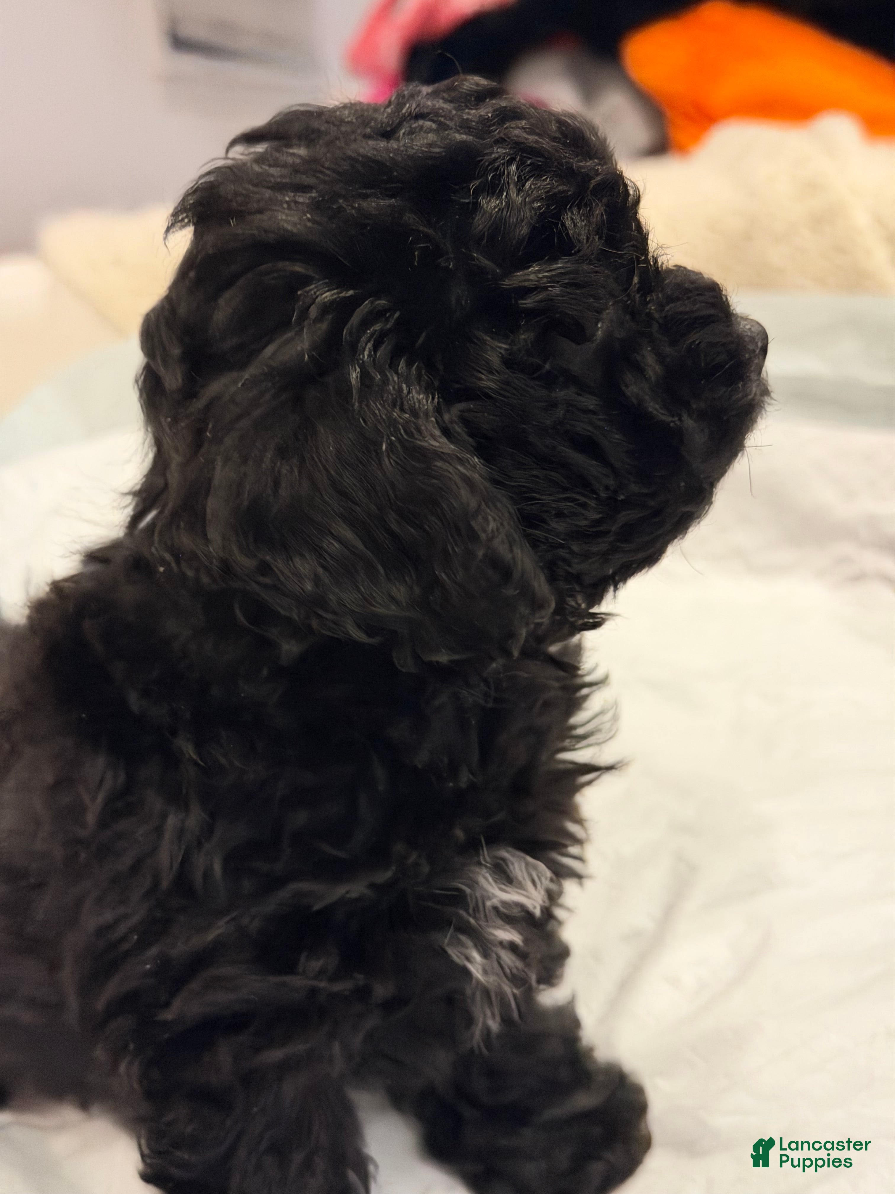 Shihpoo dogs Button  - Ad 1