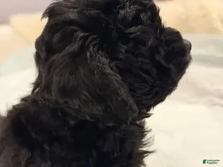 Shihpoo dogs for sale: Button - Ad 2