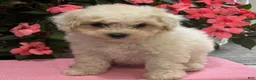 Bichpoo dogs for sale: Kayla - Ad 8