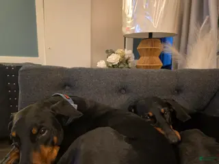 Doberman Pinscher dogs Doberman Pinscher Puppy 3 - Ad 34