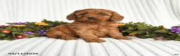 Mixed Breed dogs for sale: Pansey - Ad 1