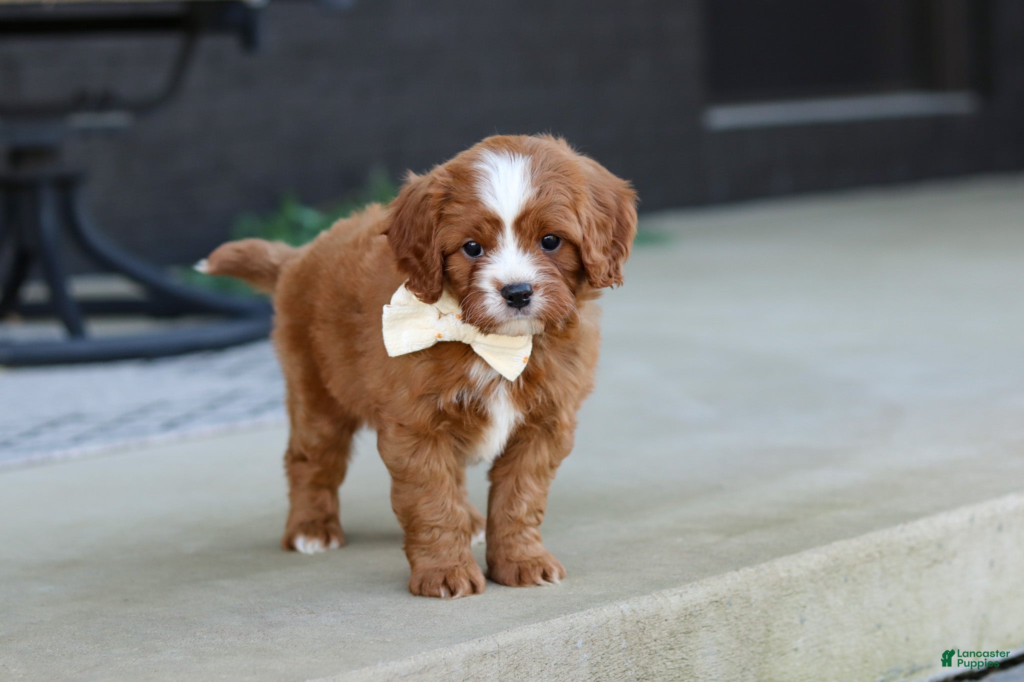 Cavapoo dogs Mickey - Ad 2