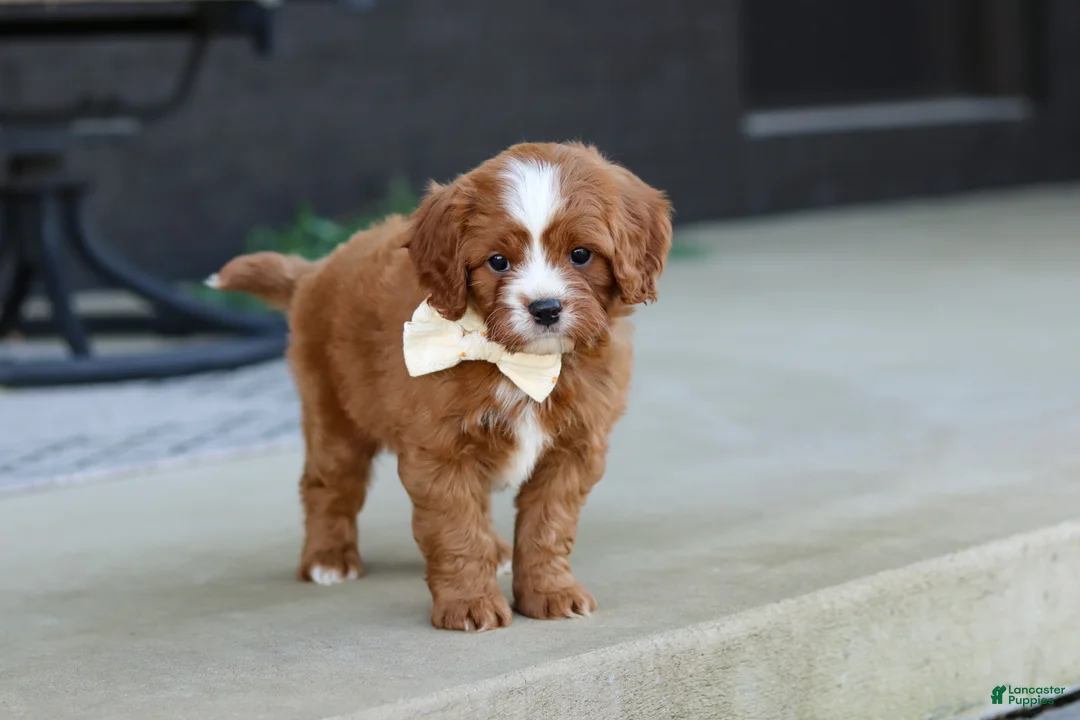 Cavapoo dogs for sale: Mickey - Ad 2