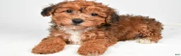 Yorkiepoo dogs for sale: Gabe - Ad 1