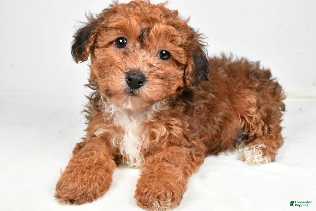 Yorkiepoo dogs for sale: Gabe - Ad 1
