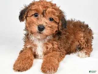 Yorkiepoo dogs for sale: Gabe - Ad 2