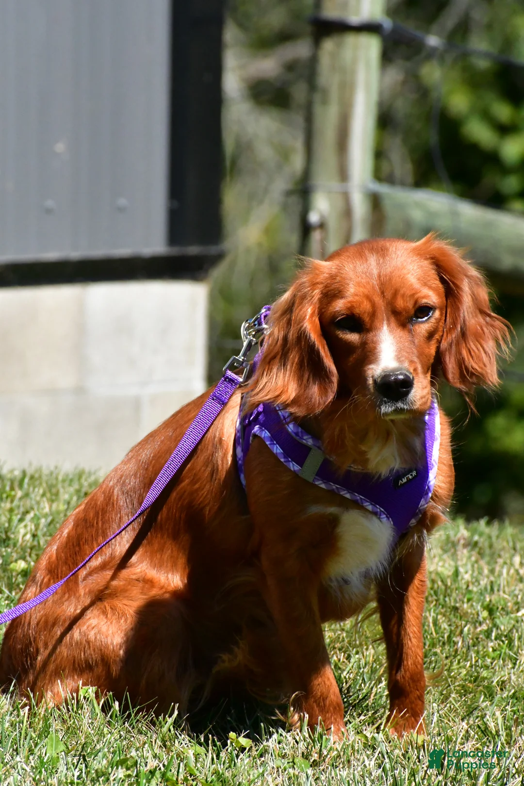 Mini Goldendoodle dogs for sale: Blaze - Ad 14