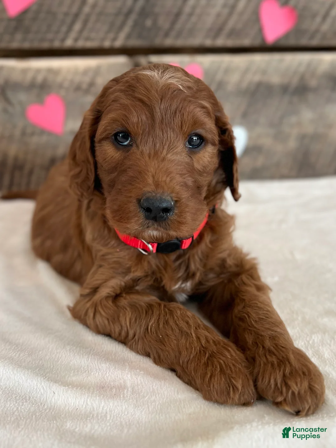 Irish Doodle dogs for sale: Scarlett - Ad 18