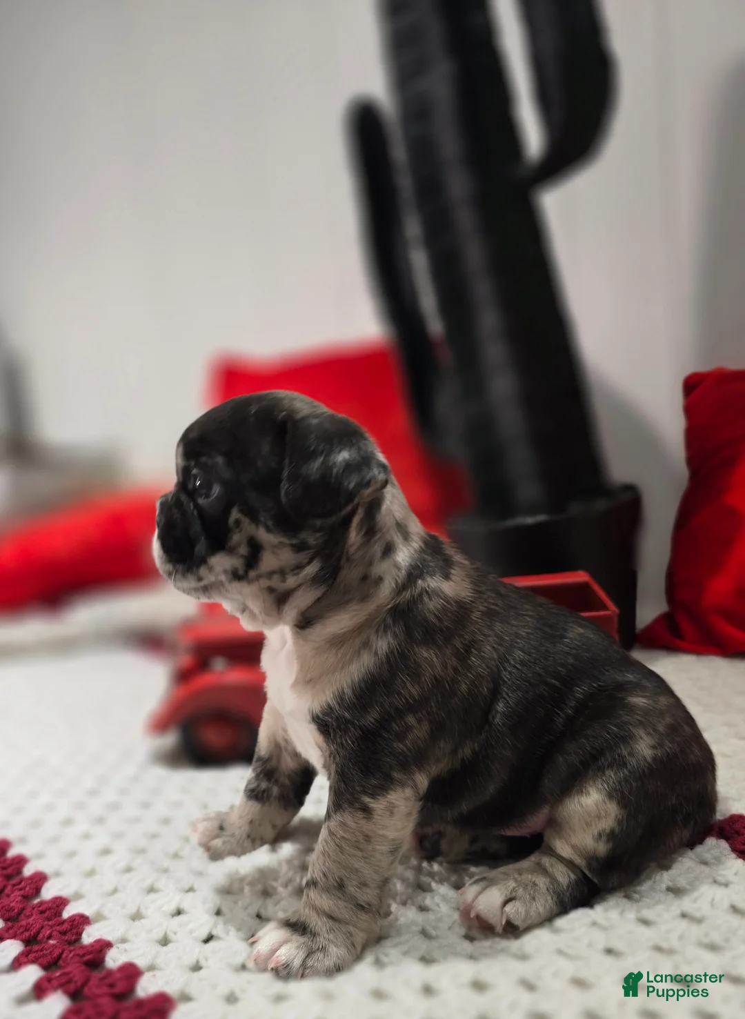French Bulldog dogs for sale: Max - Ad 1