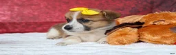 Welsh Corgi Pembroke dogs for sale: Ariel 💕 - Ad 5