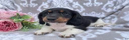 Miniature Dachshund dogs for sale: Hunter - Ad 8