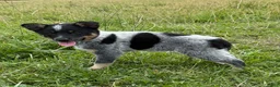 Australian Cattle Dog dogs for sale: River - Ad 4