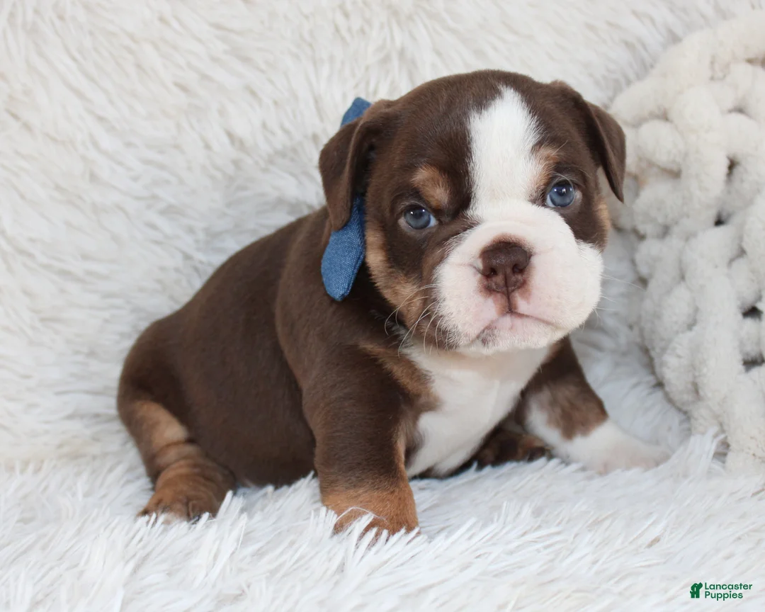 English Bulldog dogs for sale: AKC Olive  - Ad 7