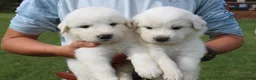 Great Pyrenees dogs for sale: Sage - Ad 4