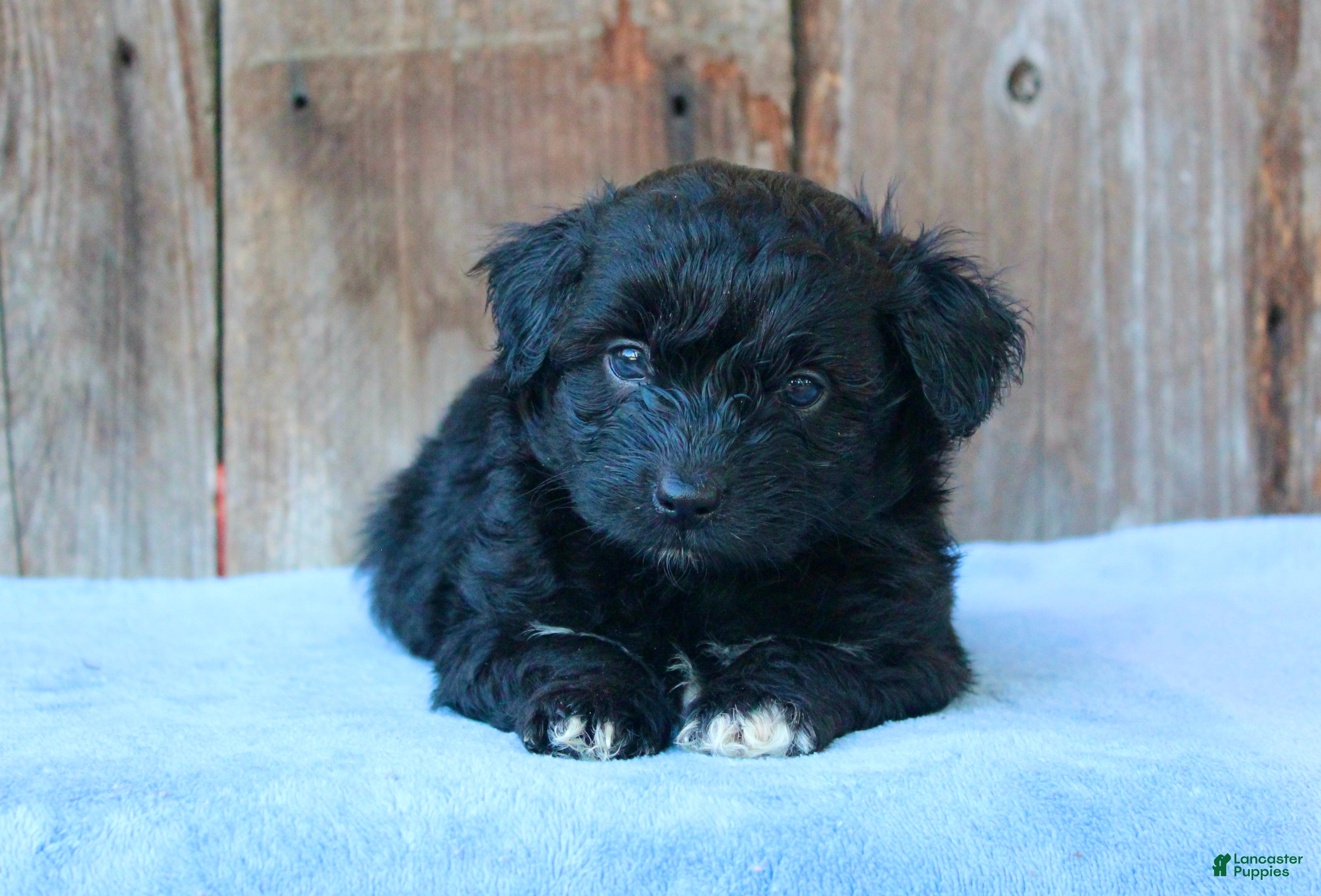 Mixed Breed dogs Ethan (toy) - Ad 2