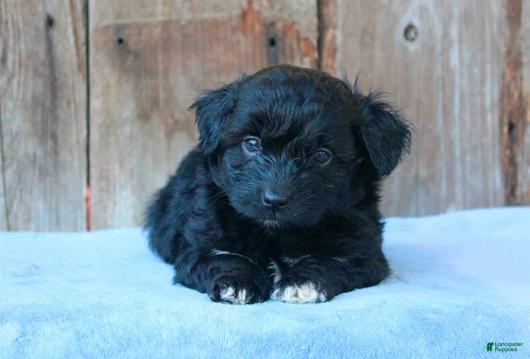 Mixed Breed dogs for sale: Ethan (toy) - Ad 2