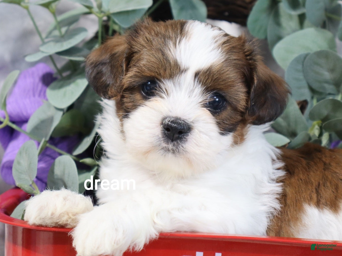 Mixed Breed dogs Loveda - Ad 1