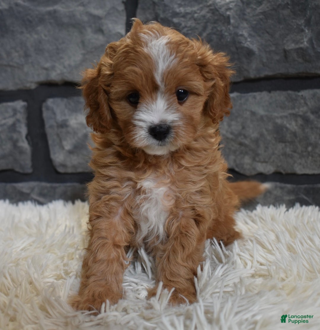 Cavapoo dogs for sale: Sophie  - Ad 1