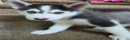 Pomsky dogs for sale: Doc - Ad 3