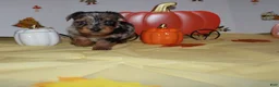 Yorkshire Terrier dogs for sale: Yorkshire Terrier 1 - Ad 2